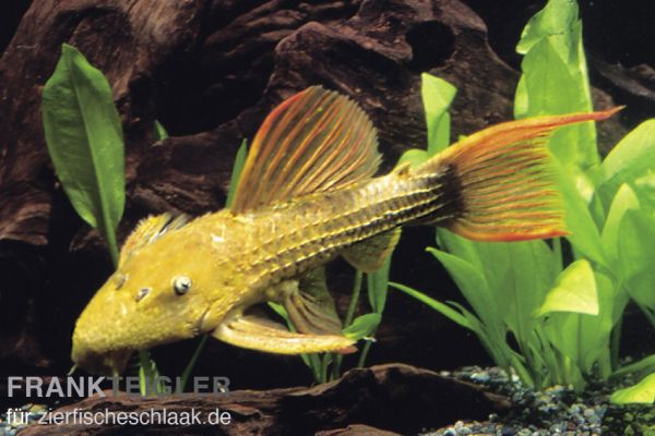 L 024 Orangeflossen-Kaktuswels - Pseudacanthicus sp.